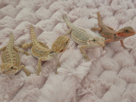 100%Het Hypo baby Bearded Dragons