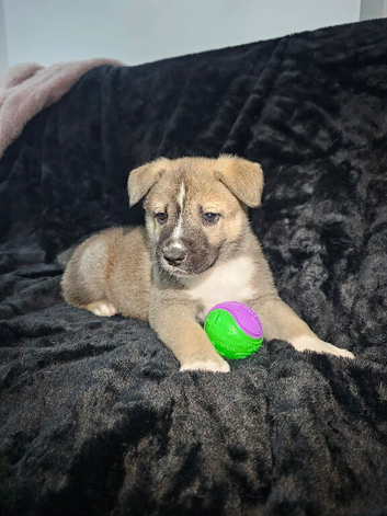 70% Akita x staff 30%