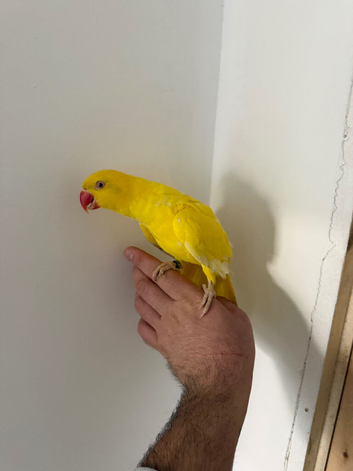 Indian Ringneck