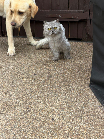 Chinchilla persian female