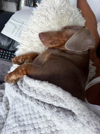 Miniature Dachshunds