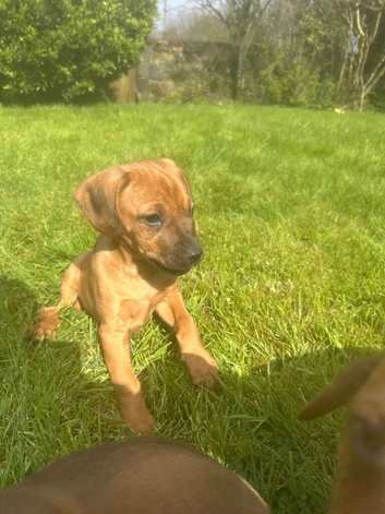 Ridgeback cross spaniel (cocker ridge)
