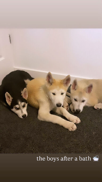 Husky Puppies