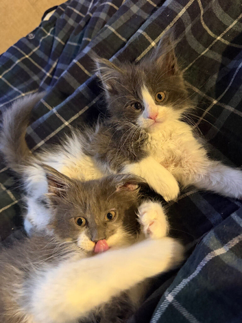 Pedigree maincoon male kittens