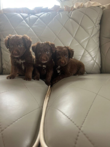 Pomeranian X Shih Tzu