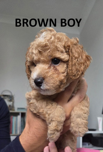 CAVAPOOCHON LITTER