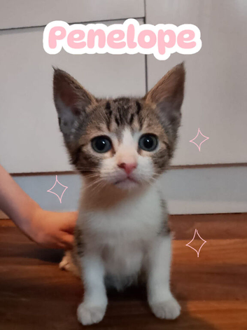6 kittens ready for their forever homes