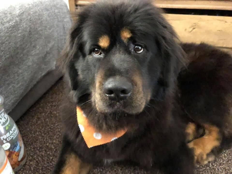 7 year old Tibetan mastiff