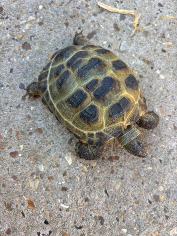 Horsfiled Tortoise