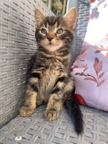 Tabby male kittens ready now