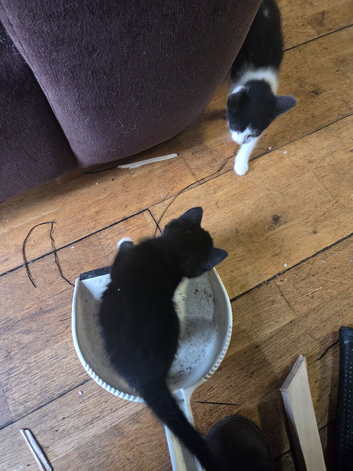 3 kittens