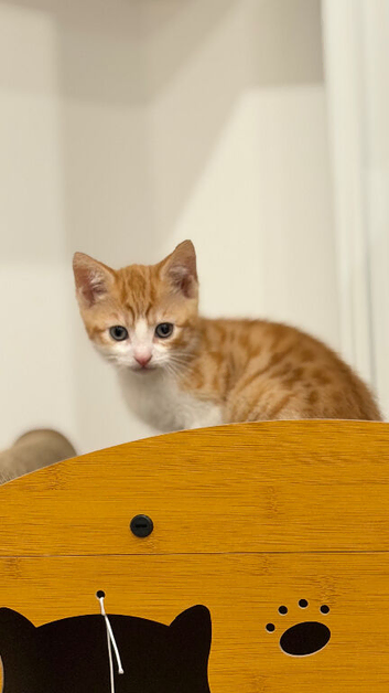 Cuddle-Bug Ginger Boy Looking for Forever Home &ndash; All Vet Work Done! ️