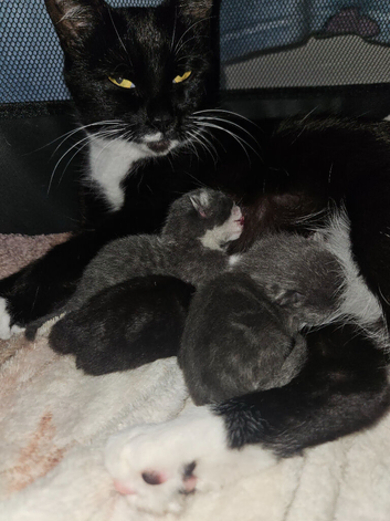 Last black female kitten