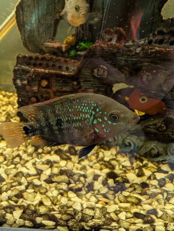 Flowerhorn hybrids
