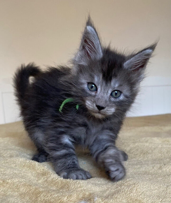 TICA registered from health tested parents
