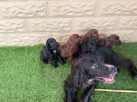 Cockapoo puppies