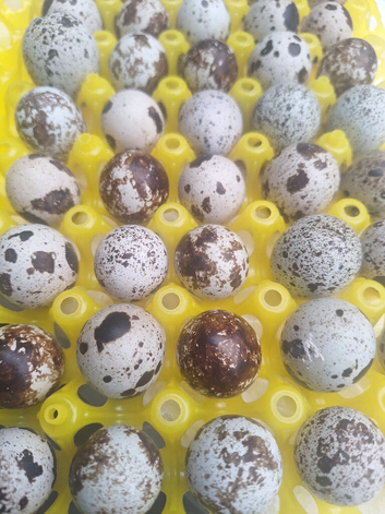 Jumbo Coturnix quail hatching eggs