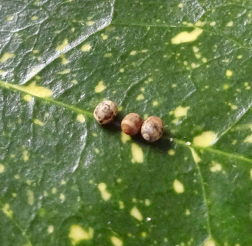 Nui Chua Rabaeyae Eggs Approx. 5-10