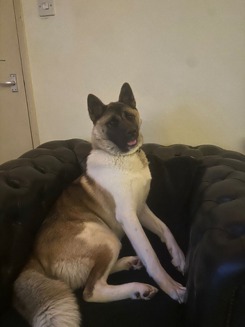 Akita