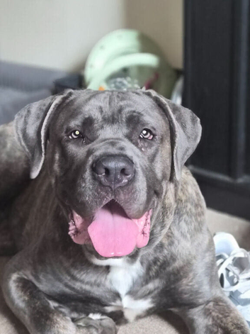 10 month male cane corso