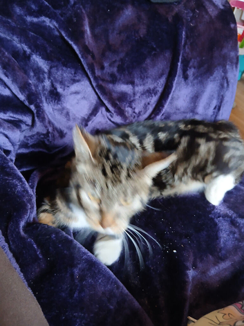 8 week old kittens