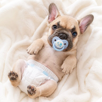 French Bulldog Puppy ready Now