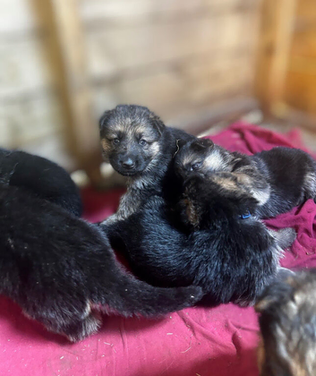 Old school shepherd puppies