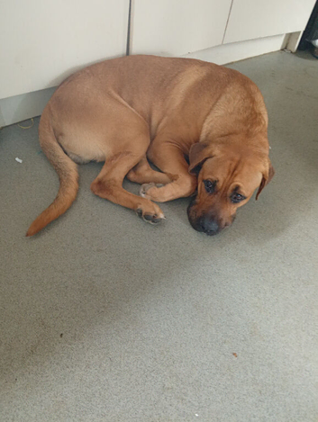 Rehoming Bullmastiff cross German shepherd