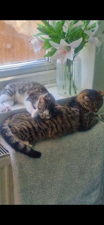 9/10 week old Beautiful kittens