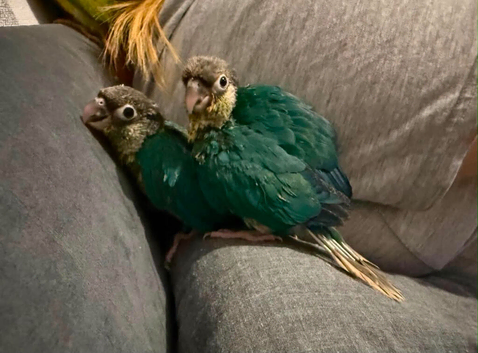 Beautiful hand reared baby conures