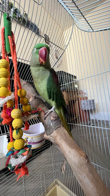 Female Alexandrine parrot