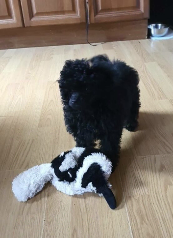 KC Toy Poodle Puppy Girl For Sale