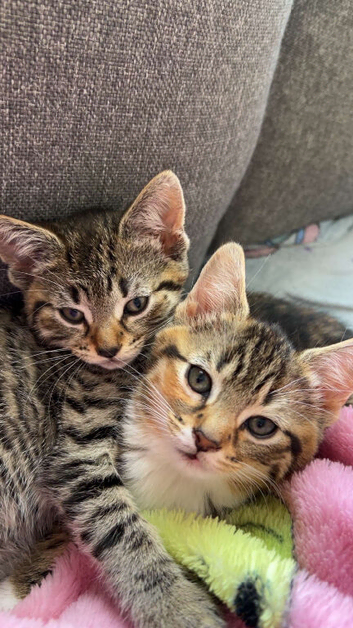 British shorthair x tabby