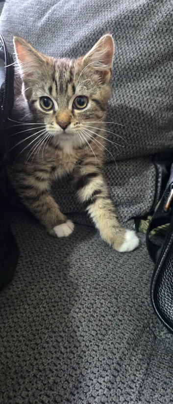 Half british short hair half moggy