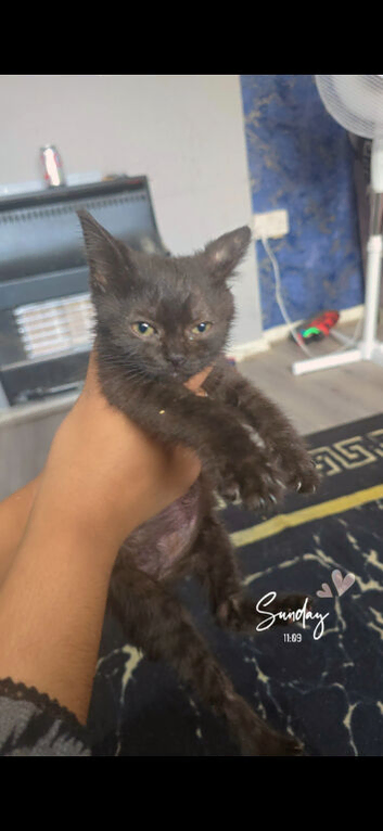&pound;20 NEED REHOMING ASAP