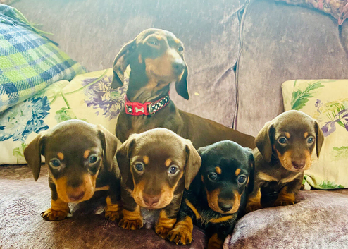 Beautiful Miniature Dachshund Puppies