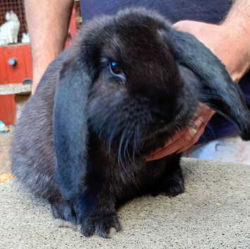 French lop ready now