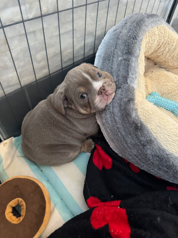 stunning litter of english bulldogs