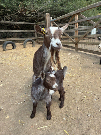 Pygmy goat kids for sale