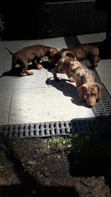 Beautiful dachshund pups