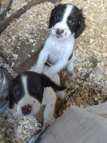 Sprocker puppies