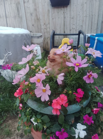 Only 3 left Butiful pom pups