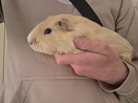 Two male guniea pigs