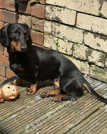Dachshund