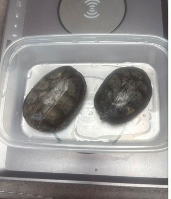 2 MALE MUSK TURTLES