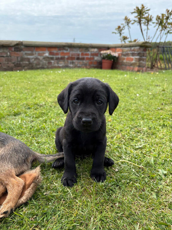 KC Registered Black Labrador Pups