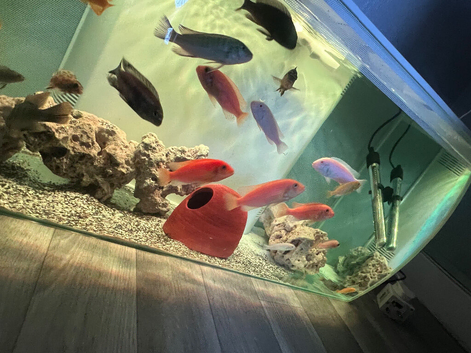 20+ Mbuna Cichlids