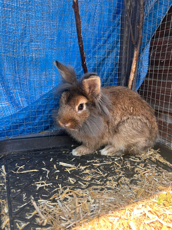 Half lionhead & netherland bunny
