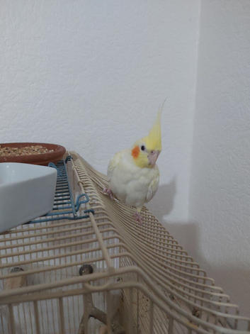 Female cocktiel albino yellow