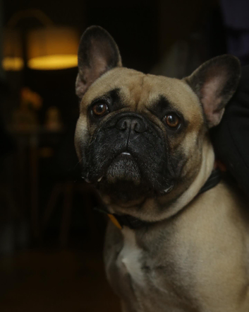 Dino - KC Registered French Bulldog Stud